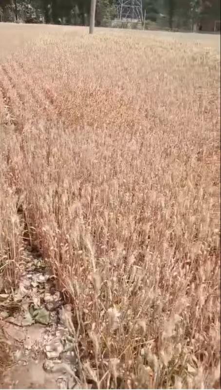 河南干旱部分农户提前割麦,农业部门:将救灾资金用于灌溉打井 第1张 河南干旱部分农户提前割麦,农业部门:将救灾资金用于灌溉打井 第1张
