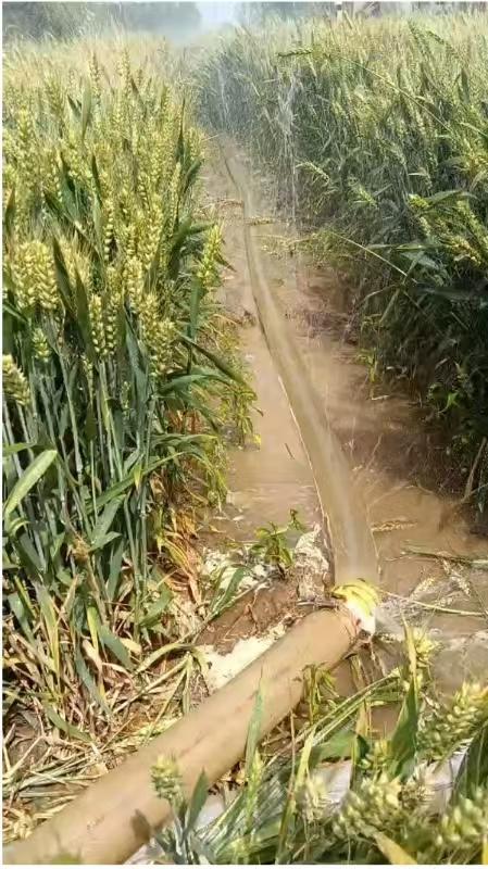 河南干旱部分农户提前割麦,农业部门:将救灾资金用于灌溉打井 第2张 河南干旱部分农户提前割麦,农业部门:将救灾资金用于灌溉打井 第2张