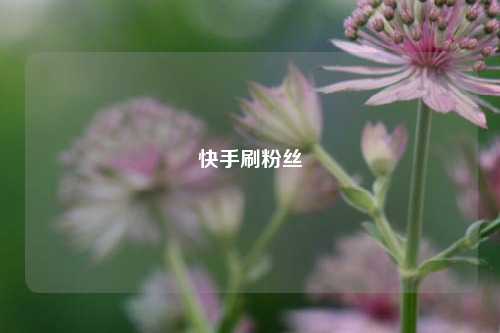 快手刷粉丝  第1张