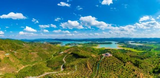 广西百色“致富果”：高品质芒果直供香港，带动近五千户增收