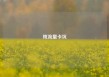 纯流量卡坑