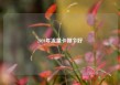 2020年流量卡哪个好