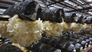 特写｜银耳种植“北移”到沧州盐山，村民入伙可年增收4万元