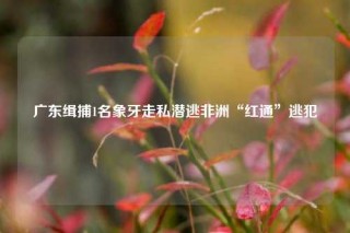 广东缉捕1名象牙走私潜逃非洲“红通”逃犯